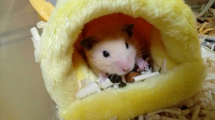 찍 이미지