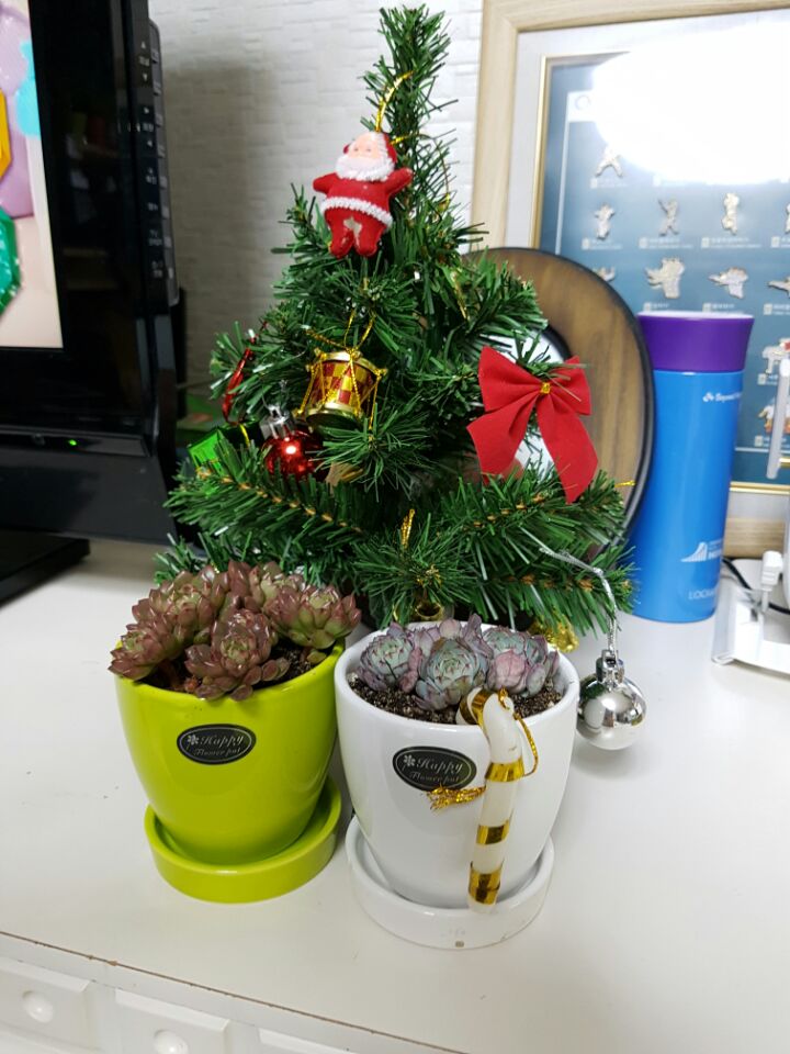 황금다육이와선인장 이미지