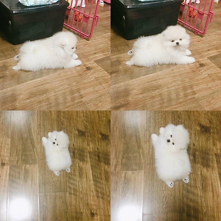모모솜사탕 이미지