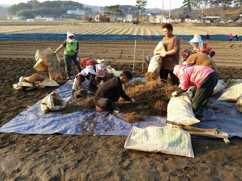 상우약초 이미지