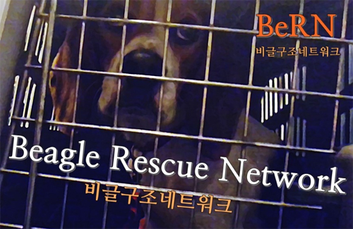 쁘띠콩 이미지
