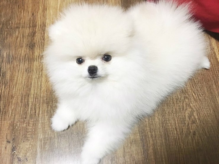 모모솜사탕 이미지