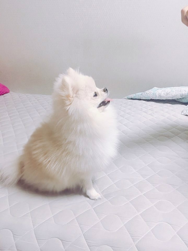 모모솜사탕 이미지