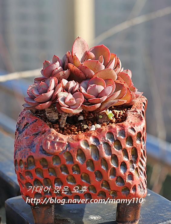 수연다육 이미지