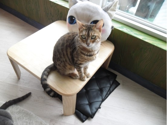 커피마시는고양이 이미지