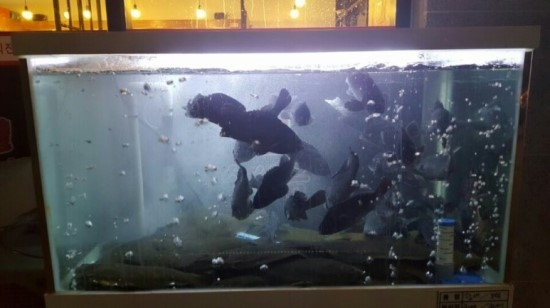 스시봉 이미지