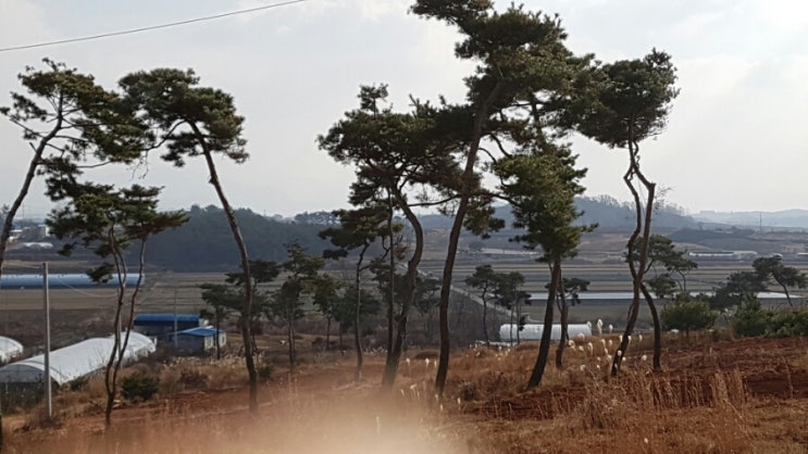 금마조경 이미지