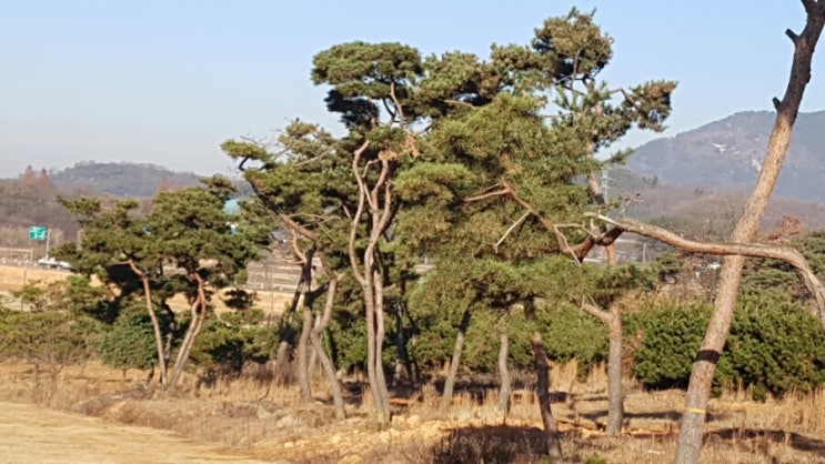 금마조경 이미지