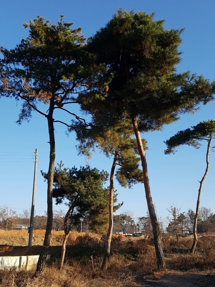 금마조경 이미지