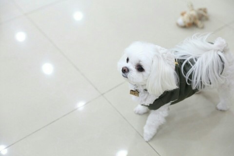 꽁이 이미지