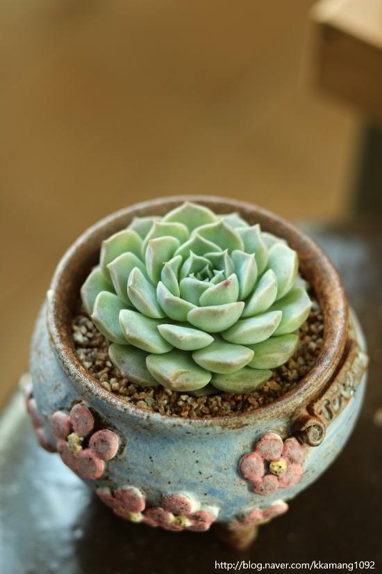 민경이네 다육 이미지