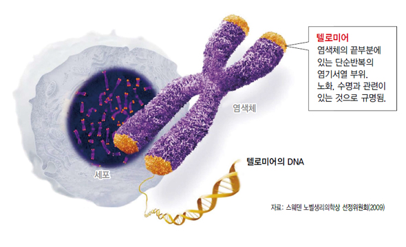 선천가설 이미지
