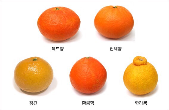 금빛푸드 이미지