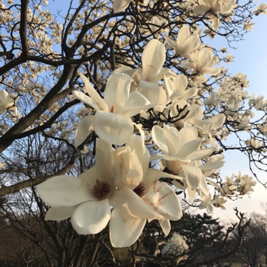 헤이그린 이미지