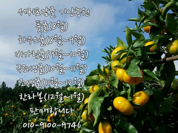 아란어가 이미지