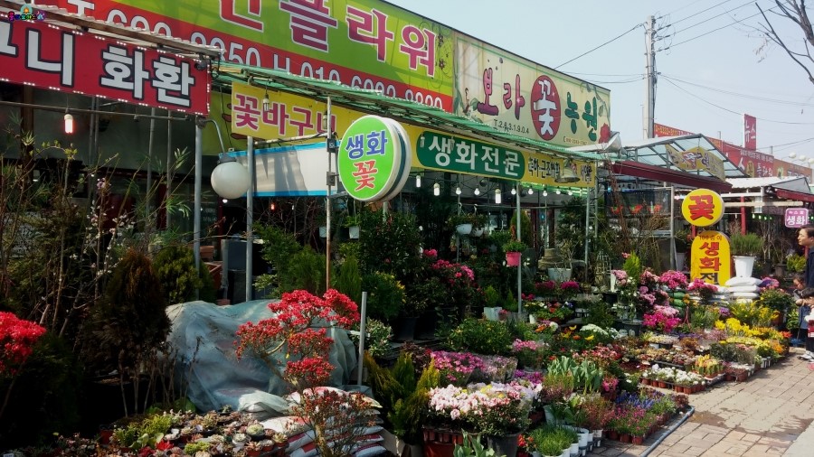 죽전화훼 이미지