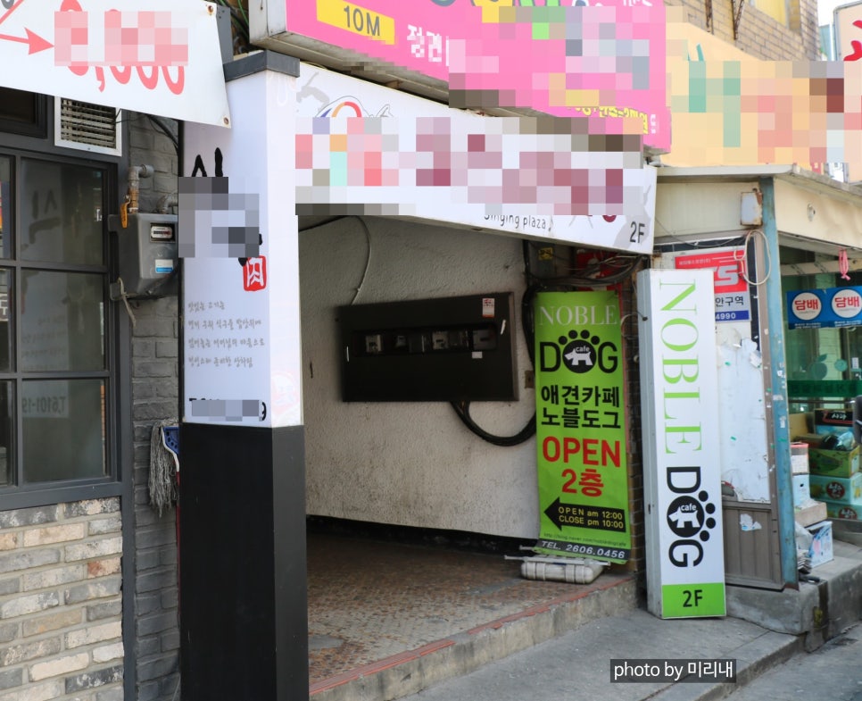 노블도그 이미지