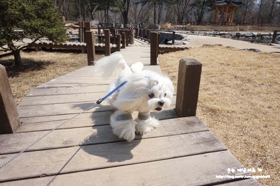 위드천사 이미지