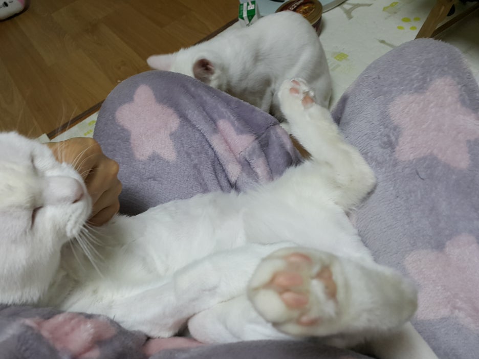 #오드아이 이미지