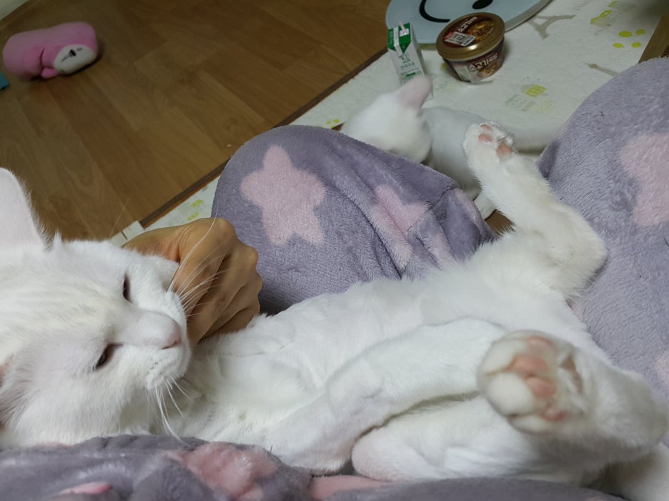#오드아이 이미지