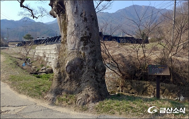 금산나무병원 이미지