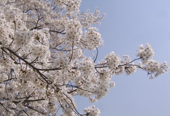 바람의노래식당 이미지