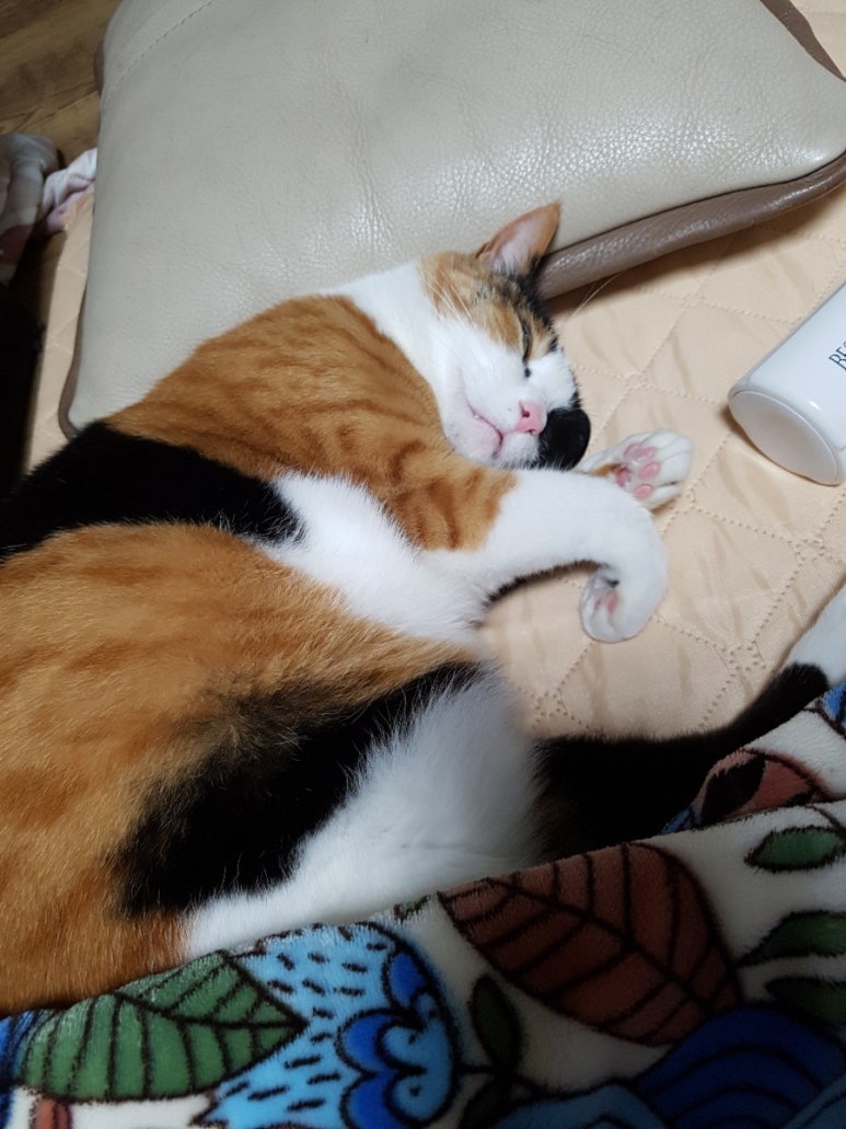 차케 이미지