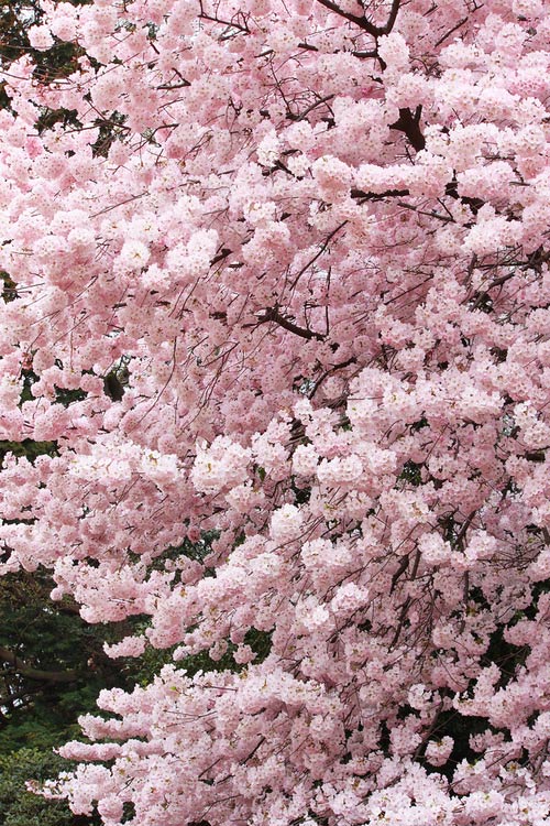 경화상회 이미지