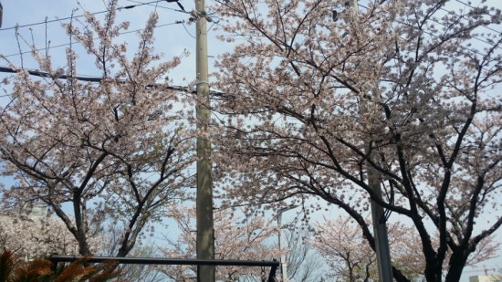 백천식당 이미지