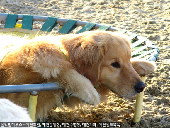 설악애견 이미지