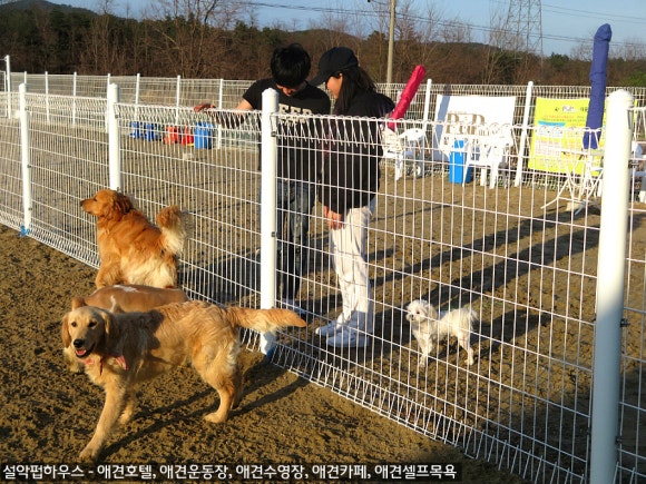 설악애견 이미지