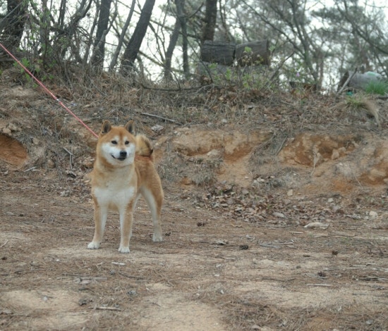 코우 이미지
