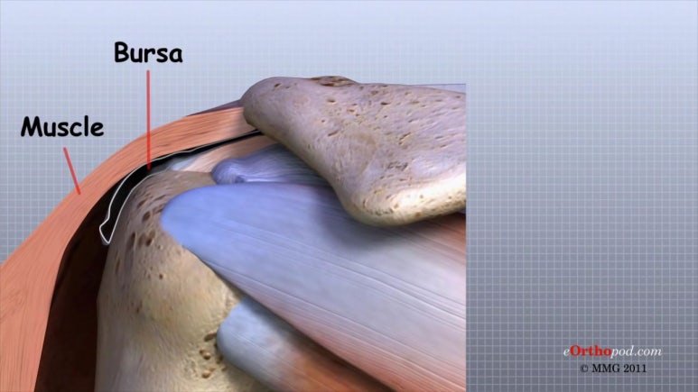 어깨 해부학.어깨의 구조. shoulder anatomy : 네이버 블로그