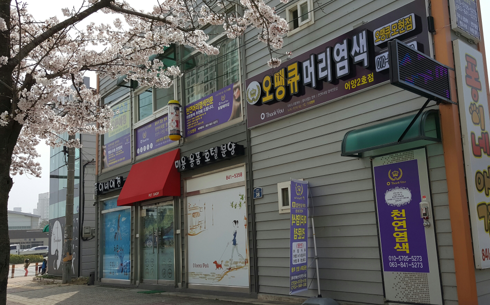 (오땡큐)천연 머리 염색 이미지