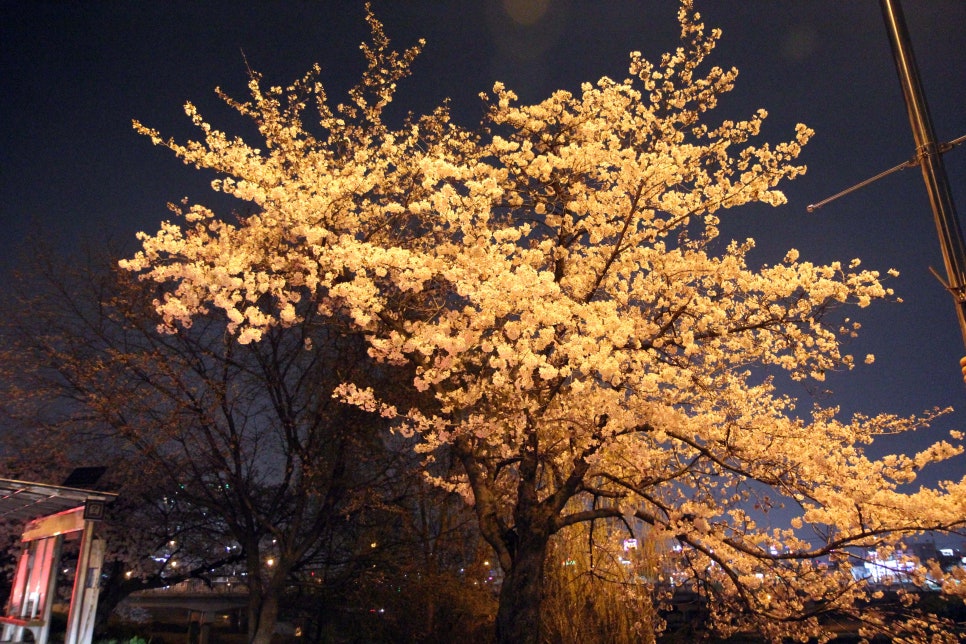 청주무심천대게 이미지