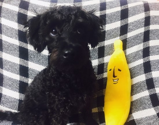 포포모모 이미지