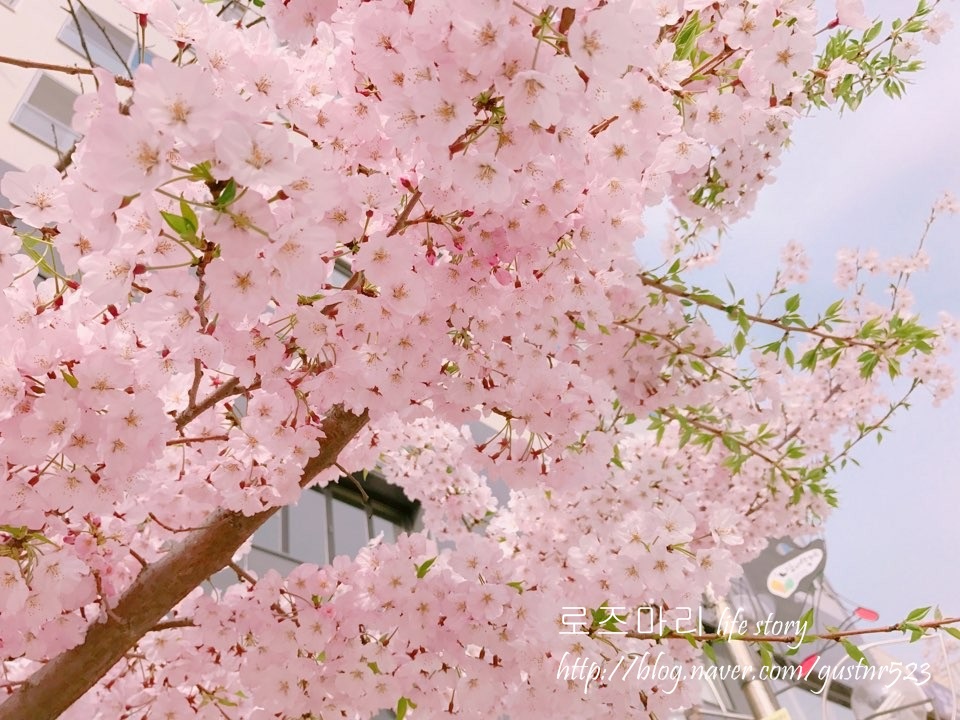 봄 꽃길김밥 이미지