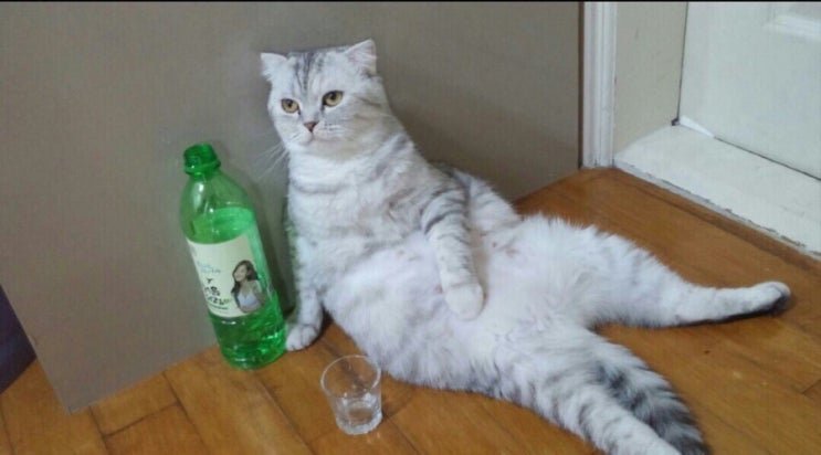 마치래빗 이미지