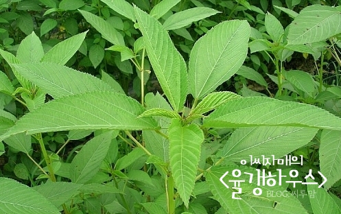 에이클라리 이미지