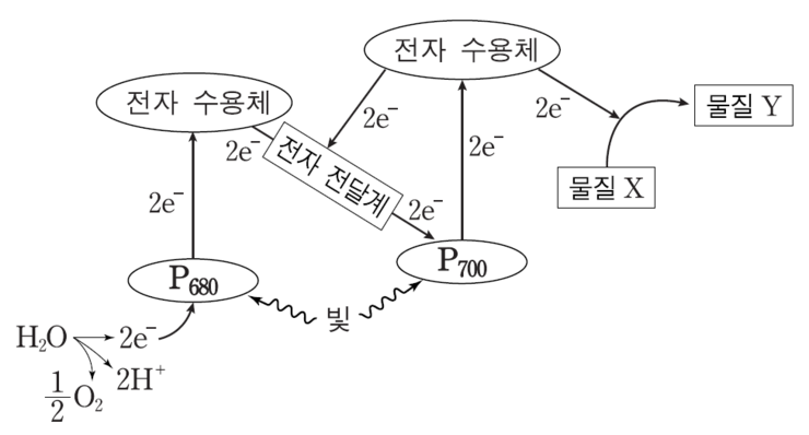 [광합성 명반응] 물의 광분해, 광인산화 : 네이버 블로그