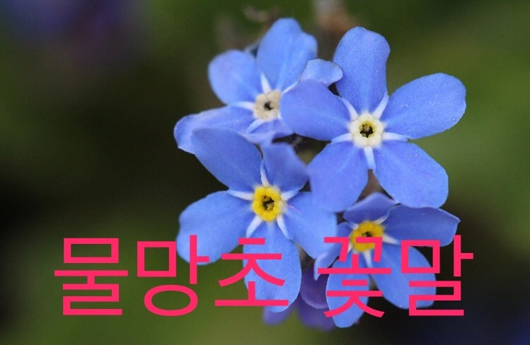 물망초forgetmenot 이미지