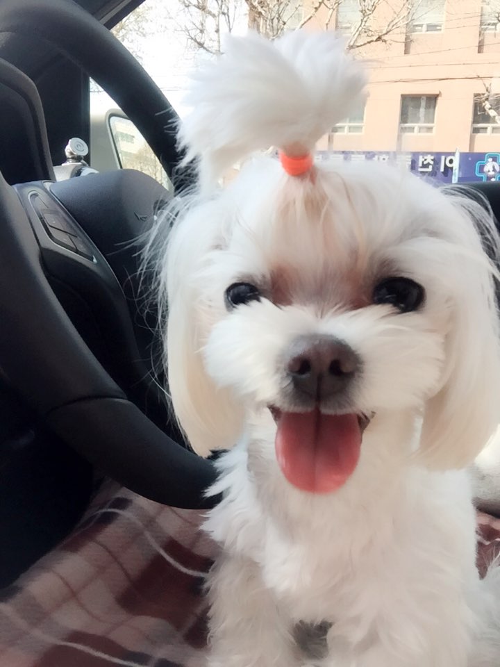 엘리마 이미지