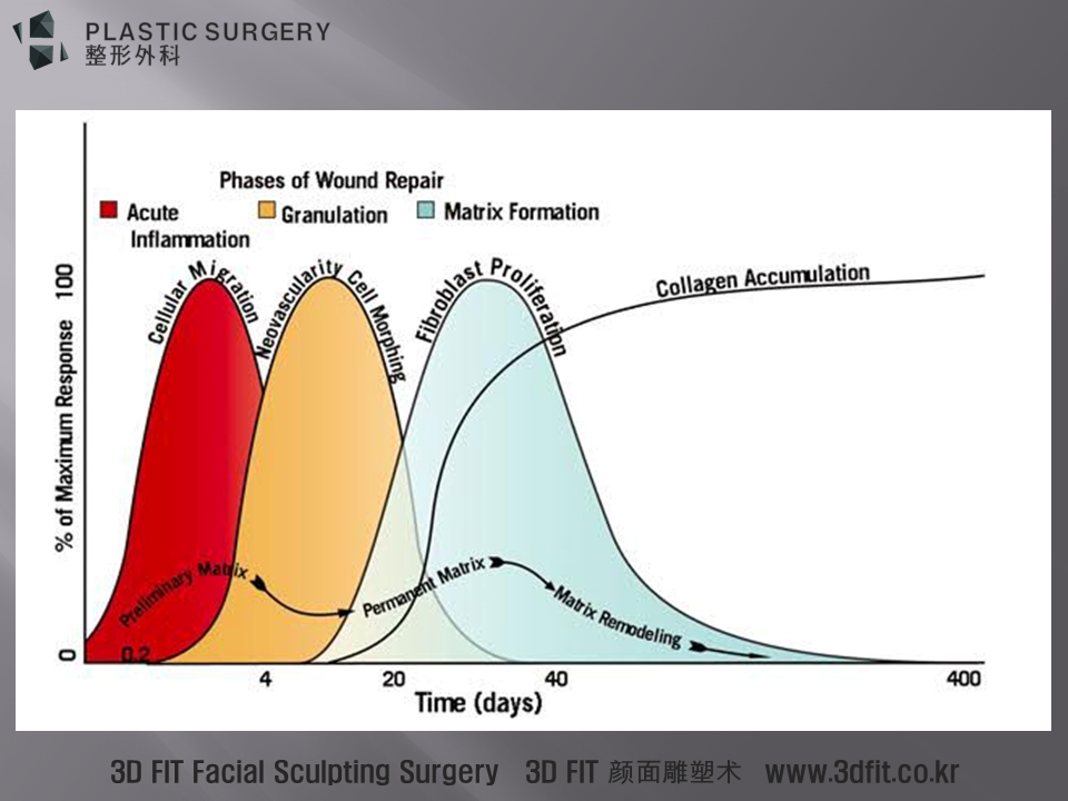 앞서 보여 드렸던 그림과 같은 내용이지만, 한 가지 추가된 내용이 있습니다. Collagen Accumulation 앞서 말씀 드린대로 증식기에 섬유아세포에 의해 지속적으로 콜라겐이 만들어 지고, 이러한 콜라겐은 외상이 생긴후 3개월까지는 생성이 많은 상태가 지속됩니다
