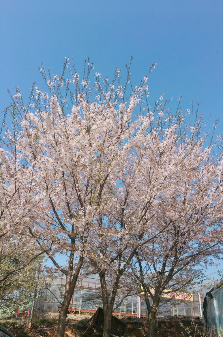 수정꽃마을 이미지
