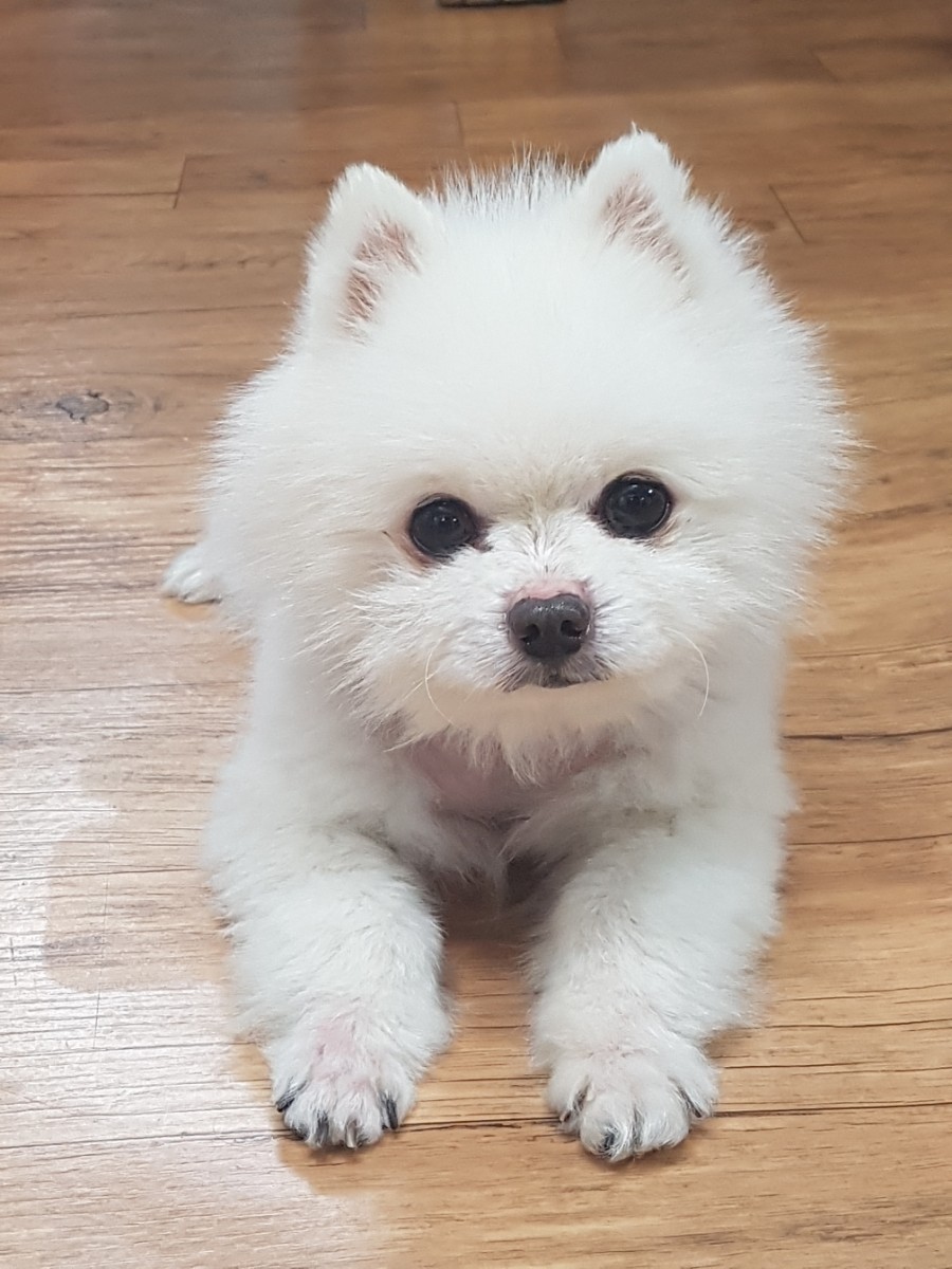 더포비 이미지