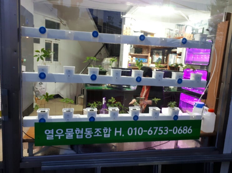 열우물새싹인삼 이미지