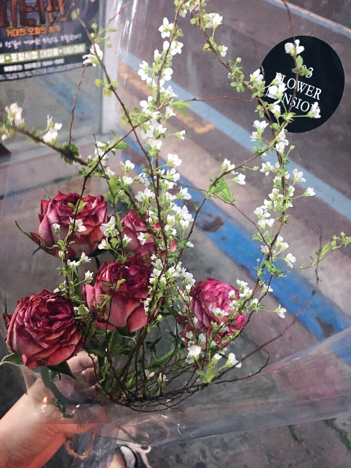 프리지아103 이미지
