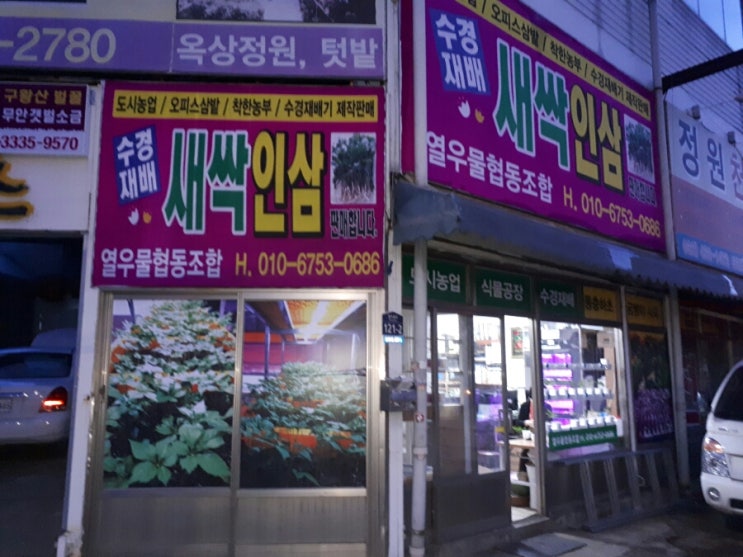 열우물새싹인삼 이미지