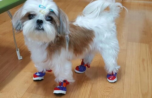 옥이신발 이미지