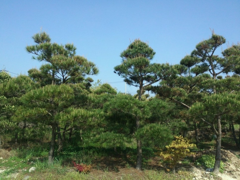 수림조경 이미지